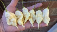 Jay's White Ghost Scorpion - Pepper Seeds - White Hot Peppers